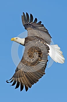 American Bald Eagle