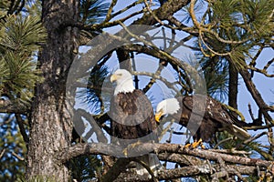 American bald eagle