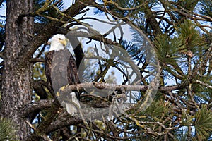 American bald eagle