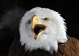 American Bald Eagle