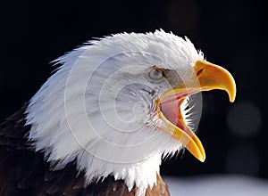 American Bald Eagle