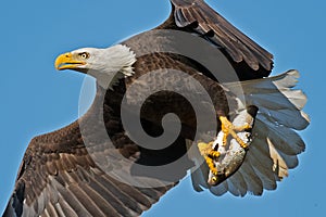 American Bald Eagle