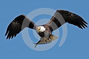 American Bald Eagle