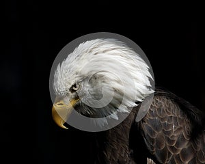 American Bald Eagle