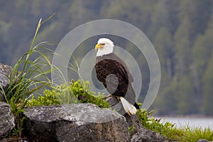 American Bald Eagle