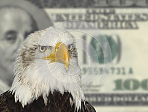 American bald eagle against dollar background