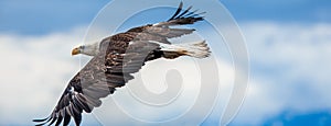 American Bald Eagle at Alaska