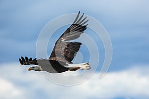 American Bald Eagle at Alaska