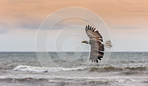 American Bald Eagle at Alaska