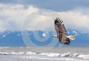 American Bald Eagle at Alaska