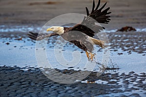 American Bald Eagle at Alaska