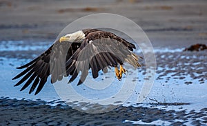 American Bald Eagle at Alaska