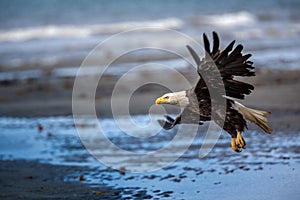 American Bald Eagle at Alaska