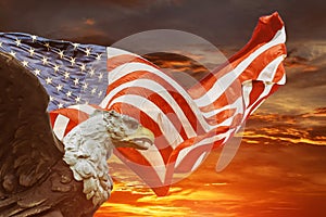 An american bald eagle on american flag