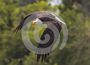 American Bald Eagle attack