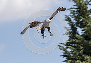 American bald eagle attack simulation at falconry display
