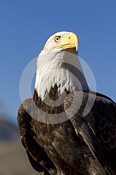 American Bald Eagle in Autumn Setting