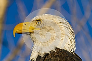American Bald Eagle in Autumn Setting