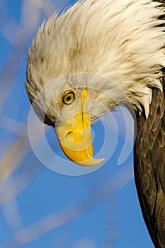 American Bald Eagle in Autumn Setting