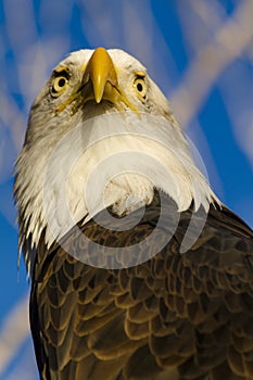American Bald Eagle in Autumn Setting