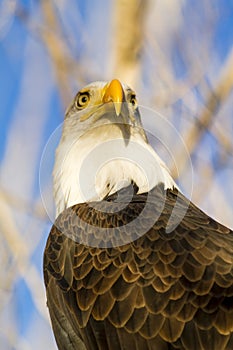 American Bald Eagle in Autumn Setting