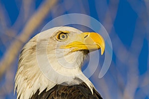 American Bald Eagle in Autumn Setting