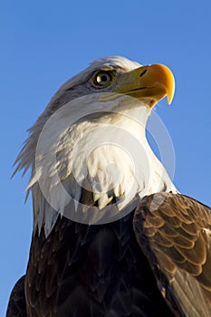 American Bald Eagle in Autumn Setting