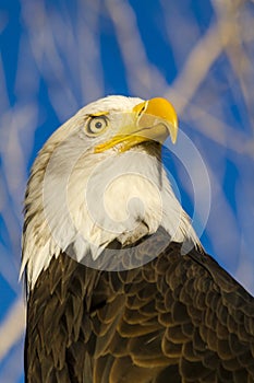 American Bald Eagle in Autumn Setting