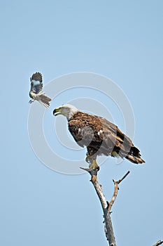 American Bald Eagle Being Harassed