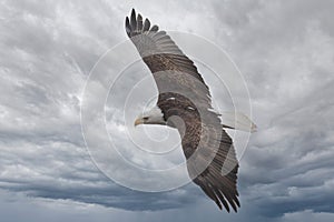 American bald eagle bird in flight