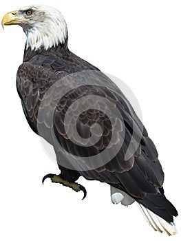 American Bald Eagle Bird, Isolated, Wildlife