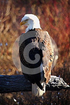 American Bald Eagle photo