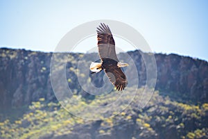 American bald eagle in birds of prey show at Palmitos Park in Maspalomas, Gran Canaria, Spain