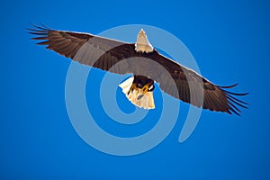 American bald eagle in birds of prey show at Palmitos Park in Maspalomas, Gran Canaria, Spain