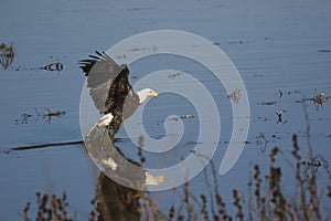 American bald eagle with bluewater background