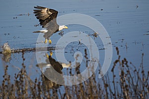 American bald eagle with bluewater background