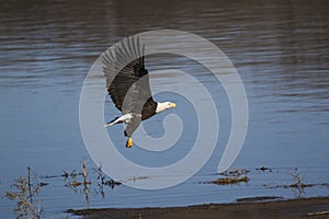 American bald eagle with bluewater background