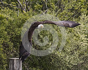 American Bald Eagle, Canadian Raptor Conservancy