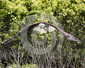 American Bald Eagle, Canadian Raptor Conservancy