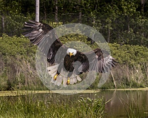 American Bald Eagle, Canadian Raptor Conservancy