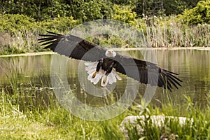 American Bald Eagle, Canadian Raptor Conservancy