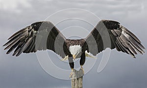 American Bald Eagle, Canadian Raptor Conservancy