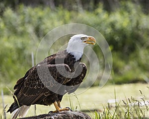 American Bald Eagle, Canadian Raptor Conservancy
