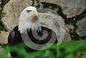 An American bald eagle in captivity