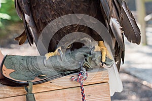 American Bald Eagle Claws