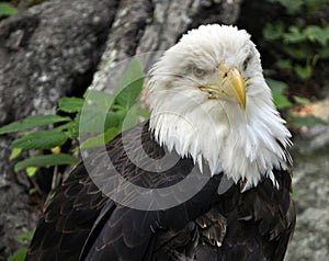 American Bald Eagle Close Up