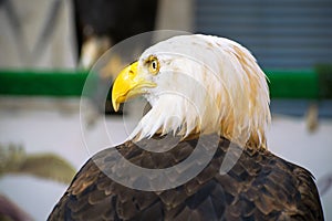 american bald eagle close-up against blue background, non-captive