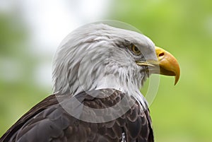 American Bald Eagle, close up portrait
