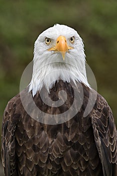 American bald eagle