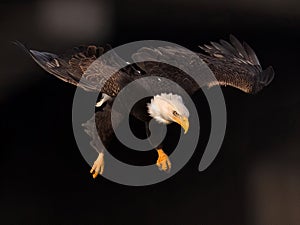 American Bald Eagle Dive